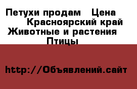 Петухи продам › Цена ­ 600 - Красноярский край Животные и растения » Птицы   